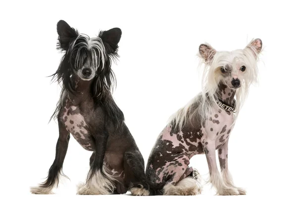 Two Chinese Crested dogs sitting in front of a white background — Stock Photo, Image