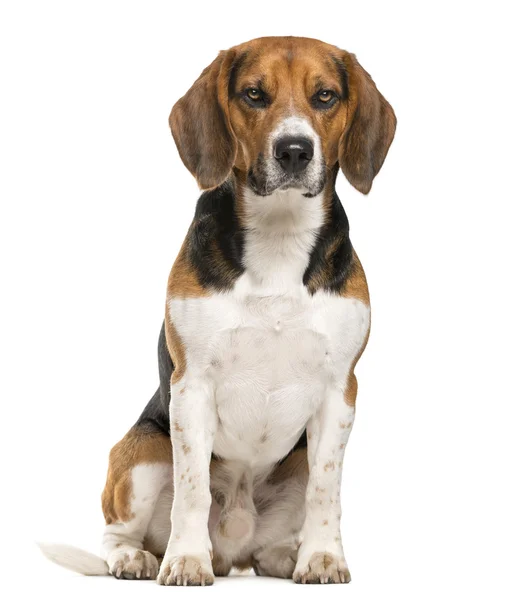 Beagle zit een witte achtergrond — Stockfoto