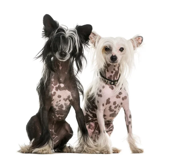 Dos perros chinos con cresta sentados frente a un fondo blanco — Foto de Stock