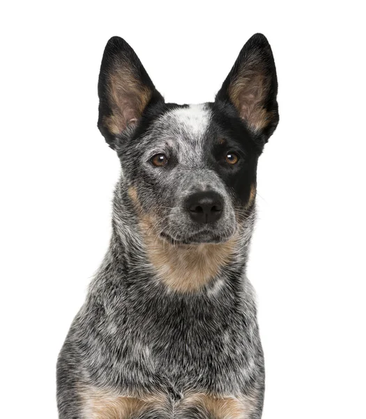 Close-up de um cão de gado australiano na frente de um backgro branco — Fotografia de Stock