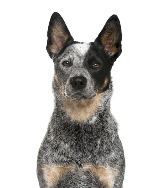 Close-up de um cão de gado australiano na frente de um backgro branco — Fotografia de Stock