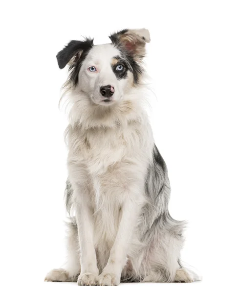 Border Collie zit met Heterochromie voor een witte bac — Stockfoto