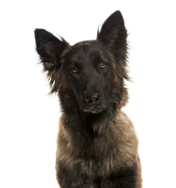 Close-up of a German Shepherd in front of a white background — Stock Photo, Image