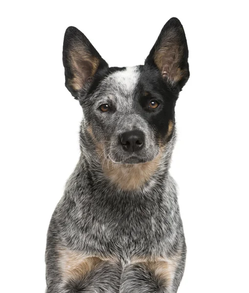 Close-up de um cão de gado australiano na frente de um backgro branco — Fotografia de Stock