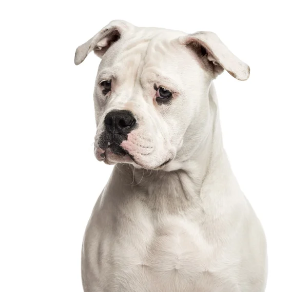 Nahaufnahme einer amerikanischen Bulldogge vor weißem Hintergrund — Stockfoto