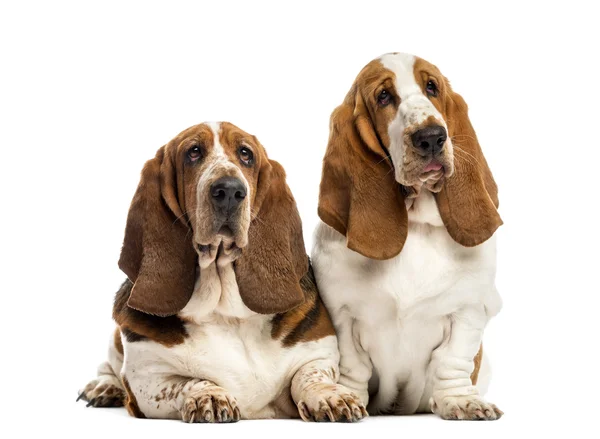 Dois Basset Hounds na frente de um fundo branco — Fotografia de Stock