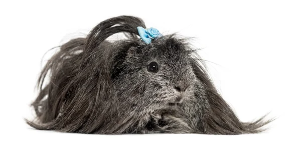 Hairy Guinea pig lying in front of a white background — Stock Photo, Image
