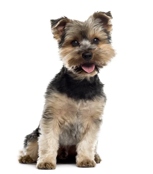 Yorkshire Terrier sitting in front of a white background — Stock Photo, Image