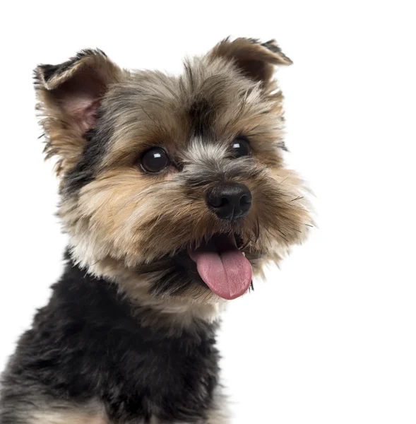 Gros plan d'un terrier du Yorshire devant un fond blanc — Photo