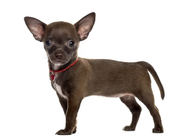 Chihuahua standing in front of a white background — Stock Photo, Image