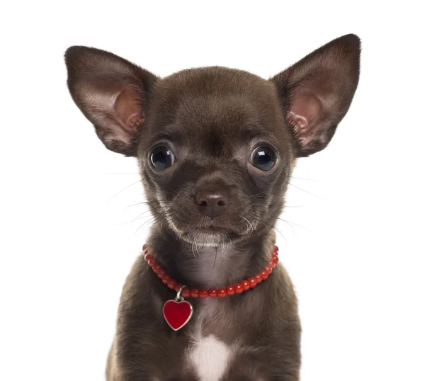 Primer plano de un Chihuahua frente a un fondo blanco — Foto de Stock