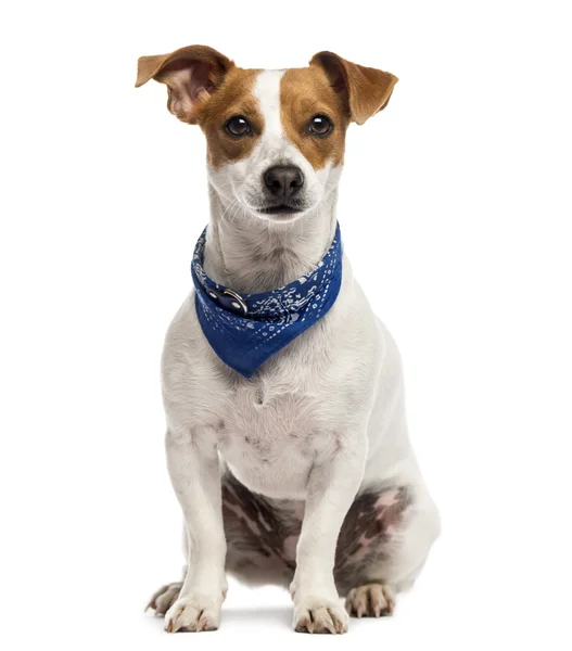 Jack Russell assis devant un fond blanc — Photo