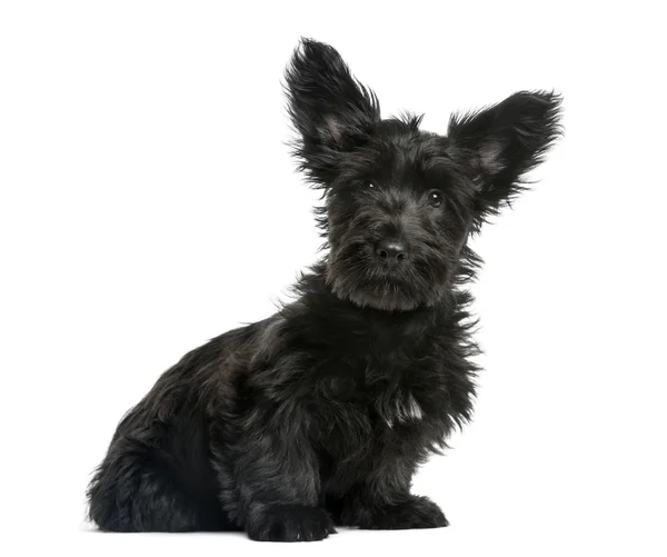 Skye Terrier puppy sitting in front of a white background — Stock Photo, Image