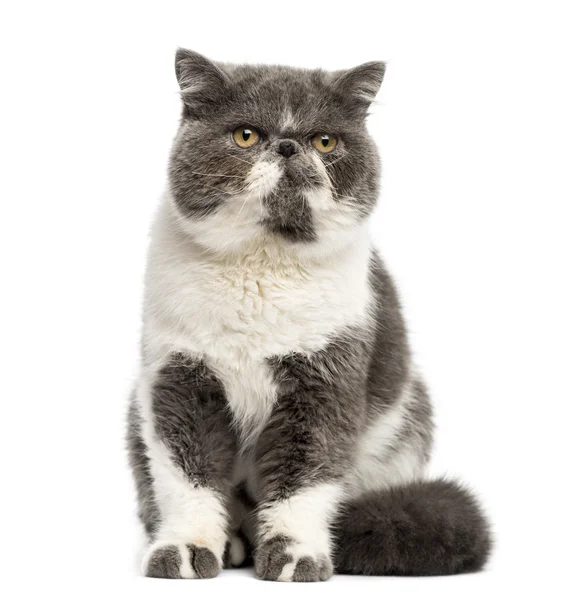 Persian sitting in front of a white background — Stock Photo, Image