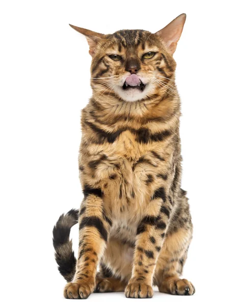 Bengal sitting and licking in front of a white background — Stock Photo, Image