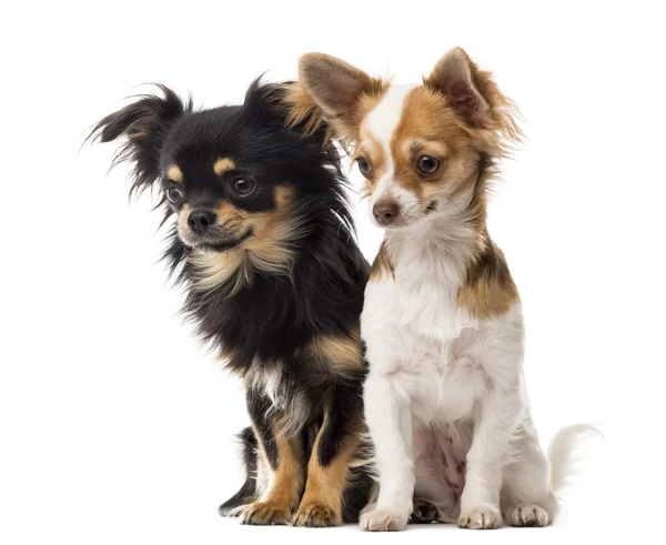 Chihuahuas sitting and staring in front of a white background — Stock Photo, Image
