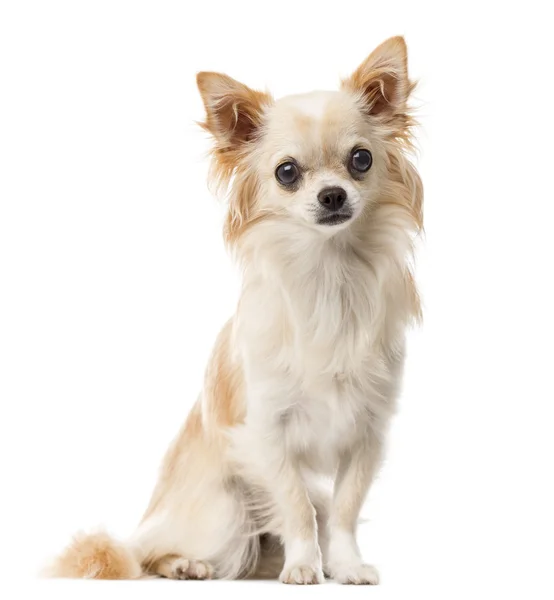 Chihuahua zit een witte achtergrond — Stockfoto