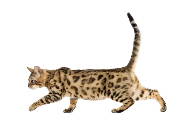 Bengal walking in front of a white background — Stock Photo, Image