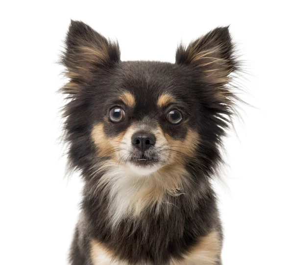 Close-up van een Chihuahua voor een witte achtergrond — Stockfoto