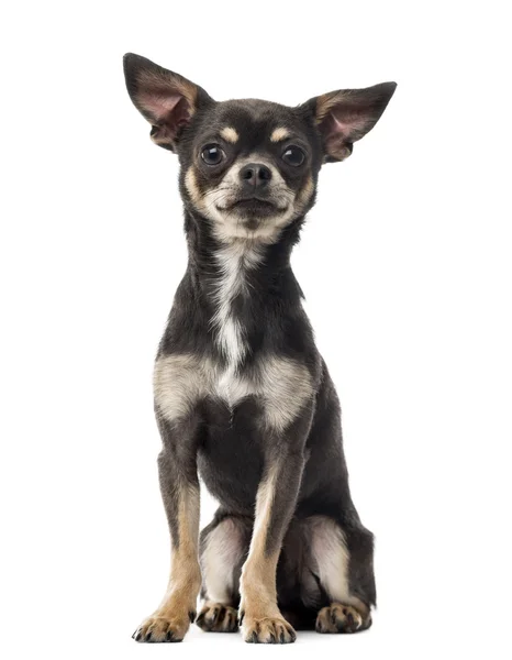 Chihuahua vor weißem Hintergrund — Stockfoto