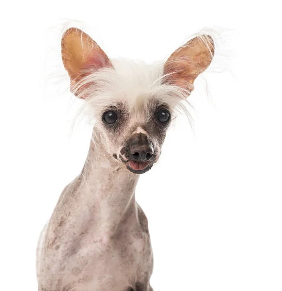 Close-up of a Chinese Crested Dog sitting in front of a white ba — Stock Photo, Image