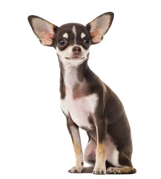 Chihuahua sitting in front of a white background — Stock Photo, Image