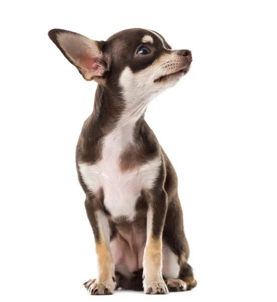 Chihuahua vor weißem Hintergrund — Stockfoto