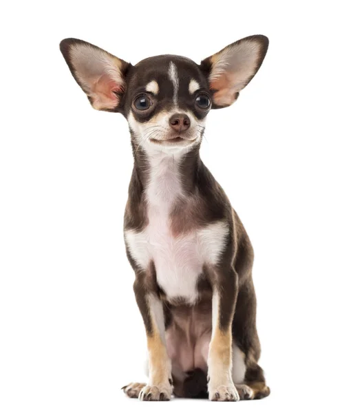 Chihuahua seduta davanti a uno sfondo bianco — Foto Stock