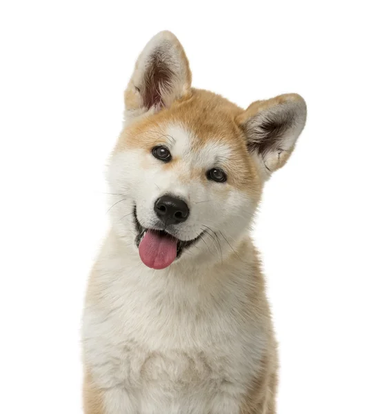 Primer plano de un cachorro Akita Inu frente a un fondo blanco —  Fotos de Stock