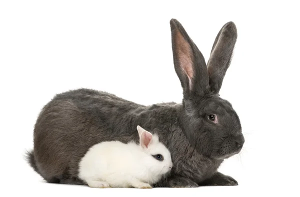 Lapins devant un fond blanc — Photo