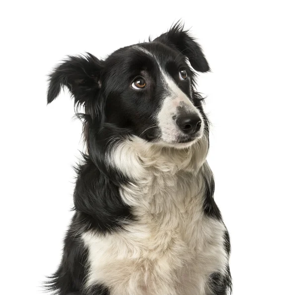 Gros plan d'un Border Collie devant un fond blanc — Photo