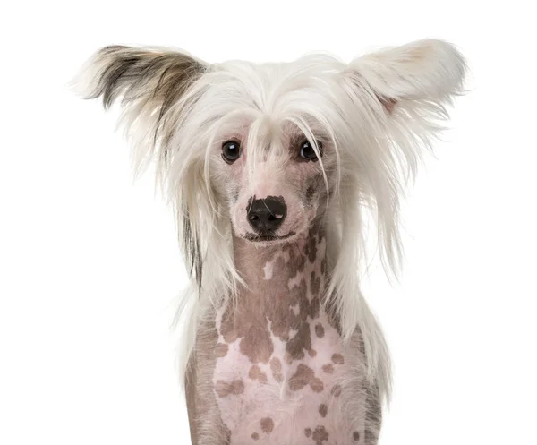 Close-up de um cão chinês Crested na frente de um fundo branco — Fotografia de Stock