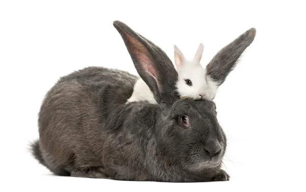 Kaniner framför en vit bakgrund — Stockfoto