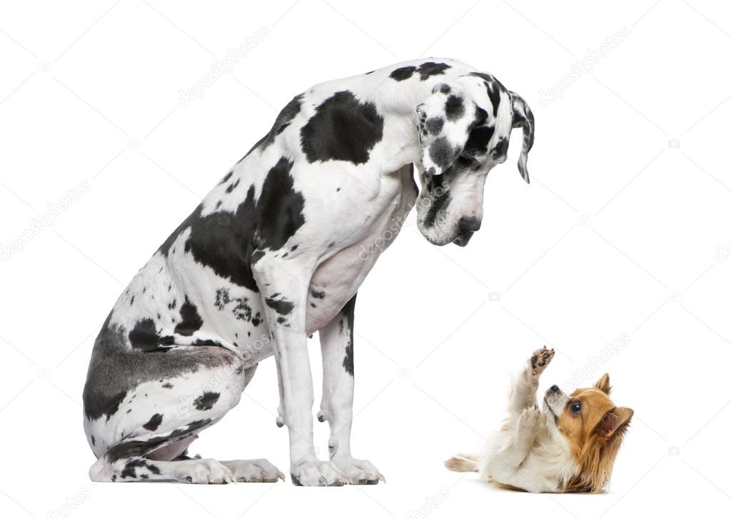 Great Dane sitting and looking at a Chihuahua in front of a whit