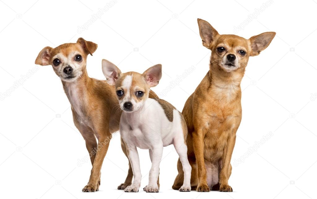 Three Chihuahuas in front of a white background