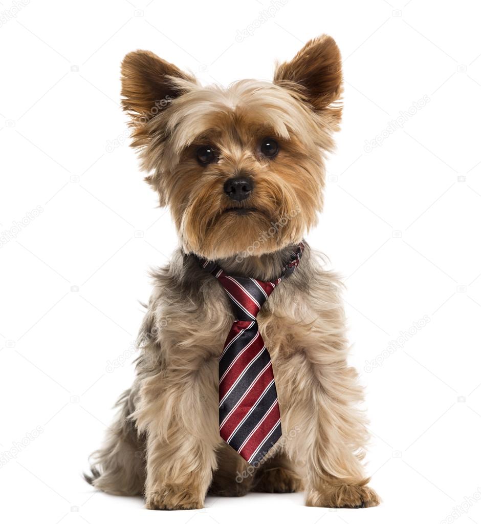 yorkie tie