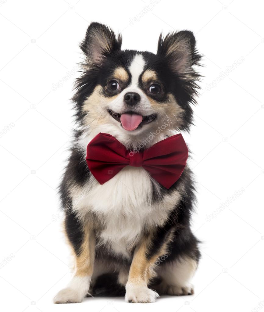 Chihuahua sitting and wearing a bow tie in front of a white back