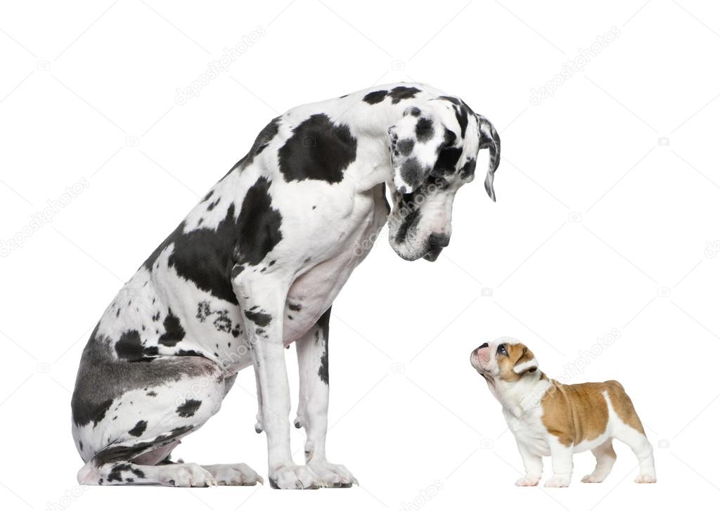 Great Dane looking at a French Bulldog puppy in front of a white