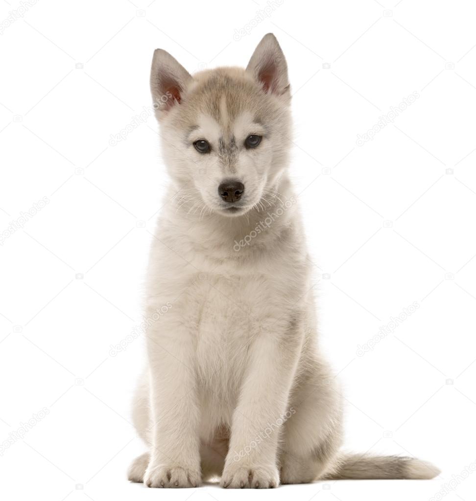 Husky puppy sitting in front of a white background