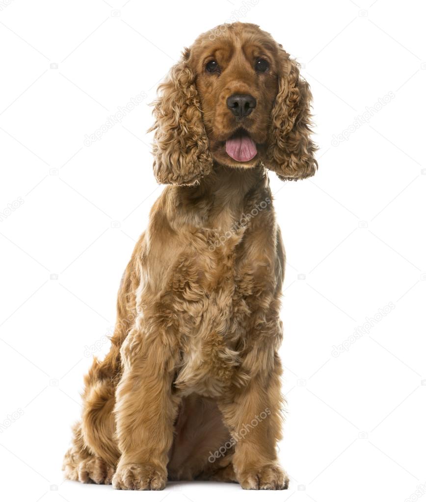 English Cocker Spaniel sitting in front of a white background