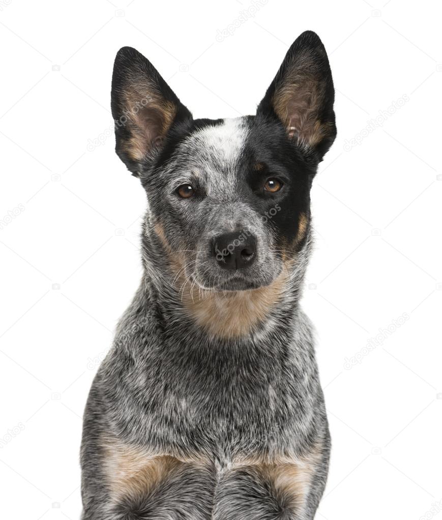 Close-up of an Australian Cattle Dog in front of a white backgro