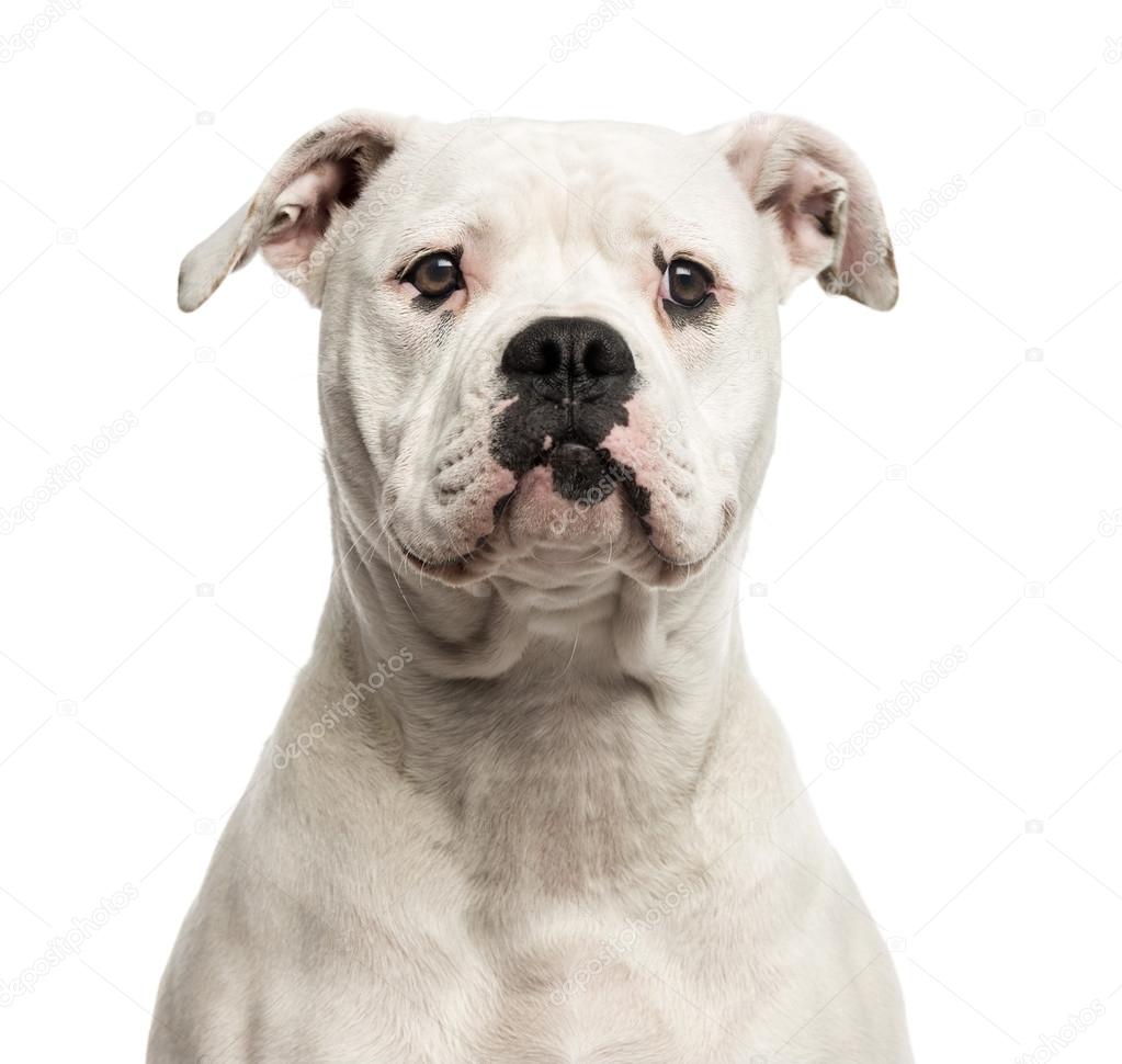Close-up of an American Bulldog in front of a white background