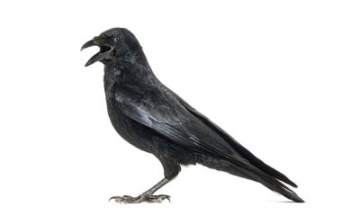 Bir leş kargası gagası açık, corvus corone, beyaz üzerinde izole