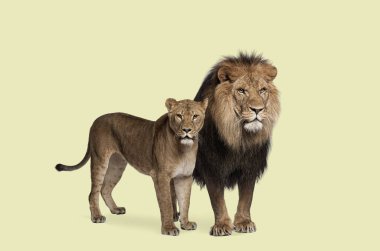 Aslan ve dişi aslan yan yana duruyor, düz bir arka planda seyirciye bakıyor.