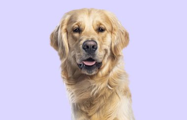 Golden Retriever köpeği oturuyor ve kameraya bakıyor.