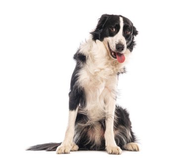 Border collie soluk soluğa ve beyaz arka planda oturan, mutlu ve rahat görünüyor