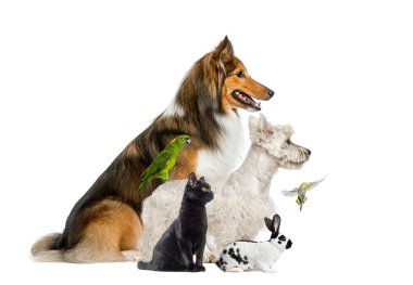 Shetland çoban köpeği, Batı İskoçya beyaz teriyeri, siyah kedi, kareli tavşan, turuncu kanatlı Amazon papağanı ve uçan muhabbet kuşu birlikte poz veriyor.