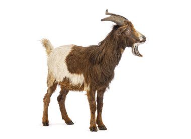 Boynuzları öten yerel keçi, beyaz tenli.