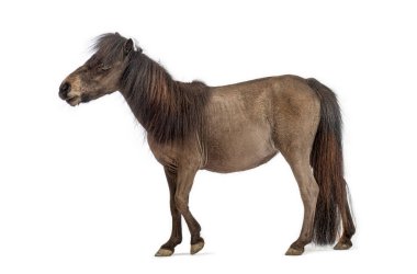 Beyaz arka planda yürüyen kahverengi minyatür bir midillinin yan görüntüsü