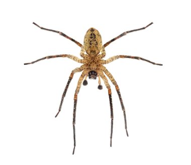 Erkek bir Nosferatu örümceğinin alt tarafı, zoropsis spinimana, dişlerini gösteriyor, beyaz arka planda izole edilmiş.